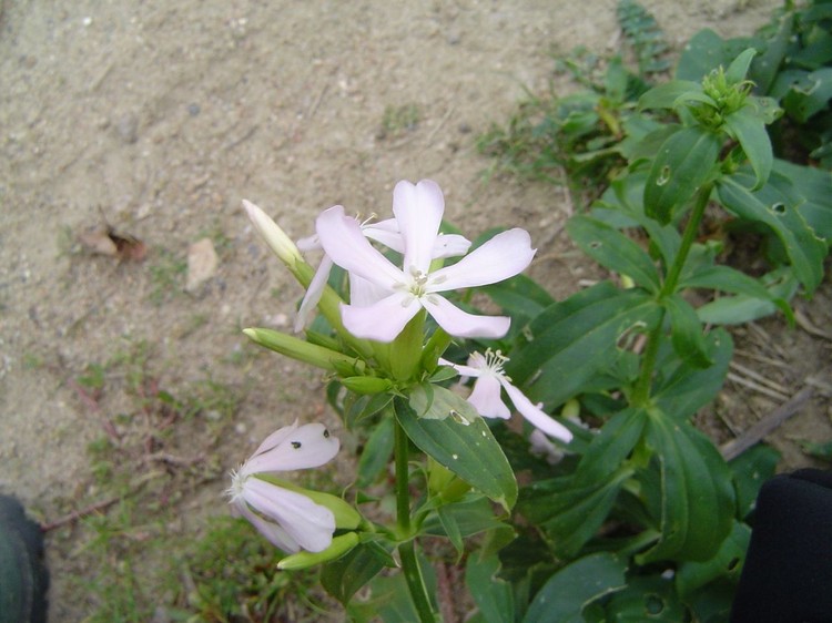 Saponaria officinalis